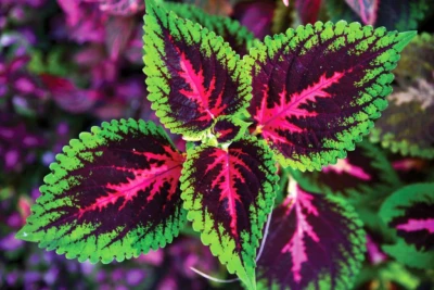 Coleus plant(siernetel)