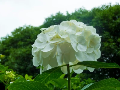 Hortensia planten - gemengd